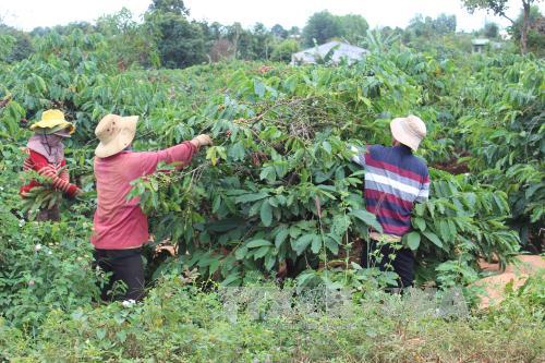 Quy hoạch vùng cà phê Tây Nguyên thích nghi với biến đổi khí hậu ảnh 1